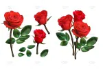 وکتور گل رز قرمز و سفید