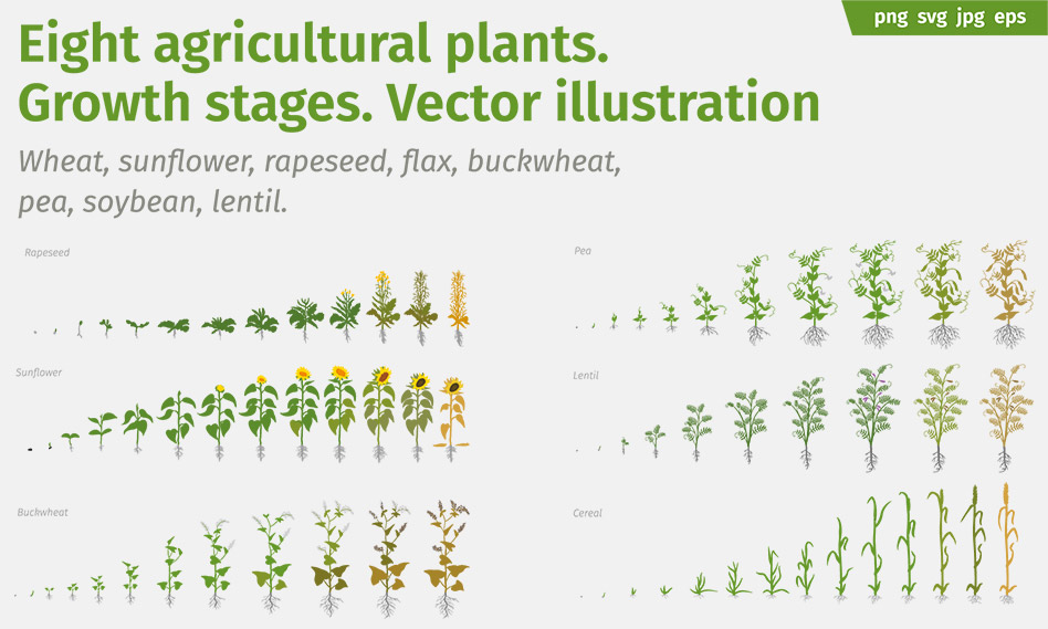 مراحل رشد و سیر تکامل گیاهان و سبزیجات