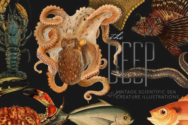 تصاویر طراحی شده انواع موجودات دریایی