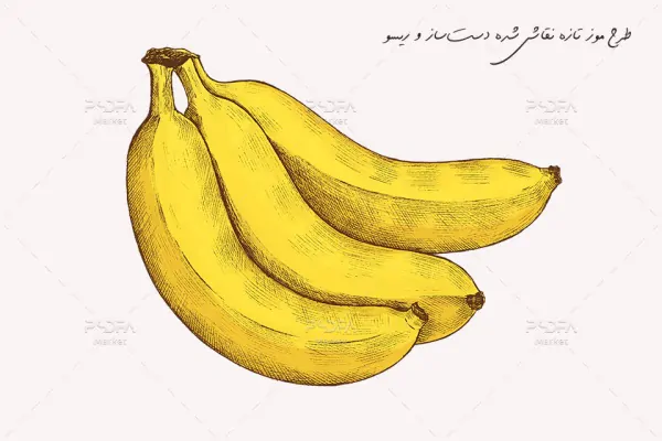 طرح موز تازه نقاشی شده - 4