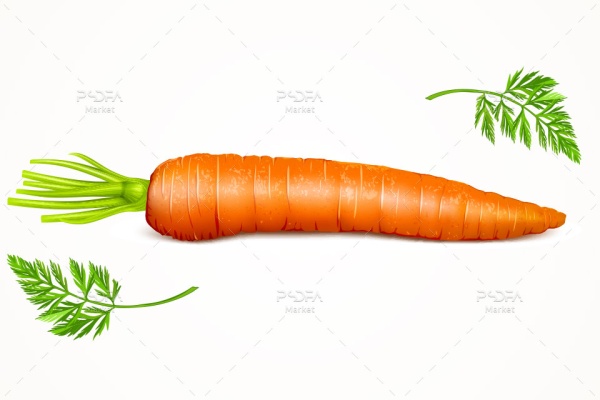وکتور هویج و هویج برش خورده