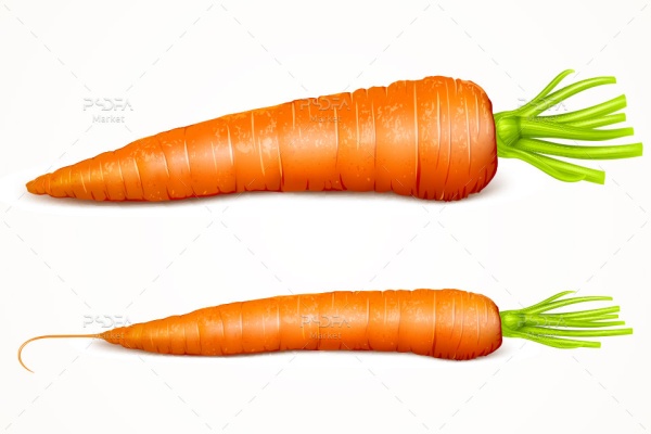 وکتور هویج و هویج برش خورده