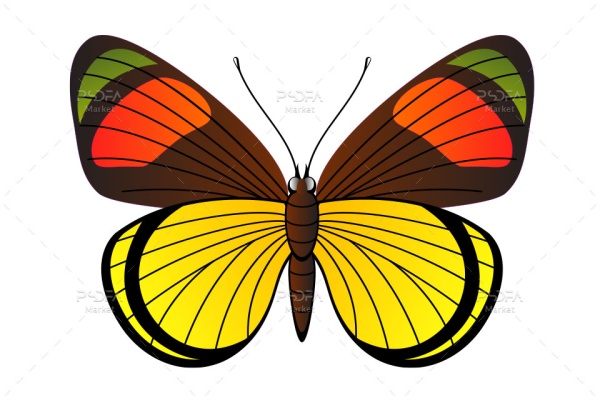 طرح وکتور پروانه زیبا و رنگی
