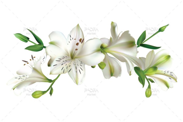 طرح وکتور گل نیلوفر سفید