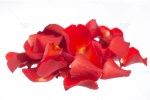 تصویر استوک گلبرگ گل رز با بک گراند سفید
