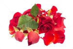 تصویر استوک گلبرگ گل رز با بک گراند سفید