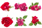 تصویر گل رز قرمز و صورتی با بک گراند سفید