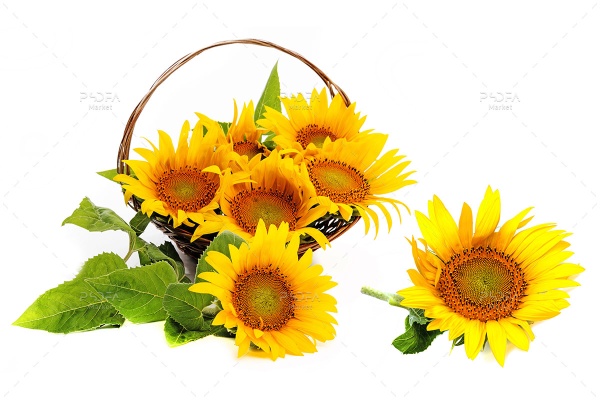 تصویر استوک دسته گل آفتابگردان داخل گلدان و سبد