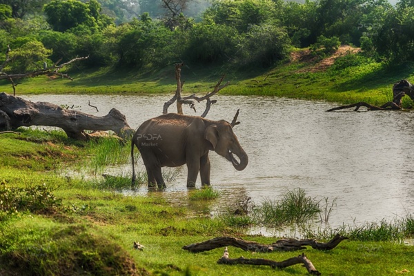 عکس با کیفیت فیل در کنار رودخانه