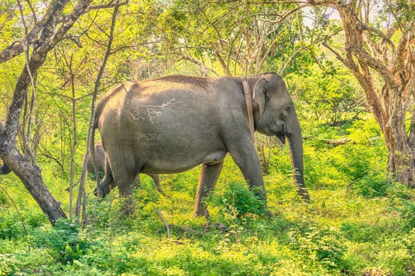 عکس استوک فیل در جنگل