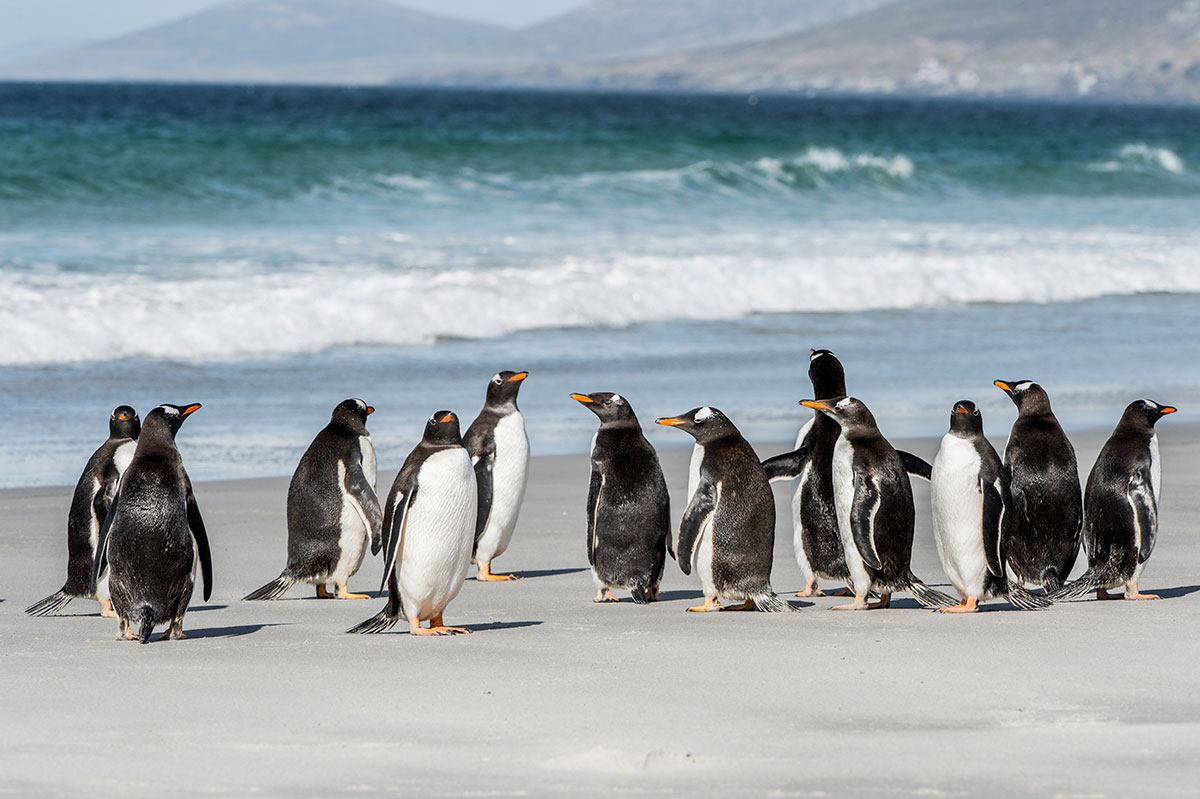 تصویر استوک پنگوئن ها در ساحل