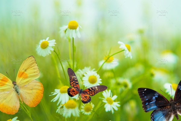 عکس با کیفیت پروانه های زیبا در طبیعت