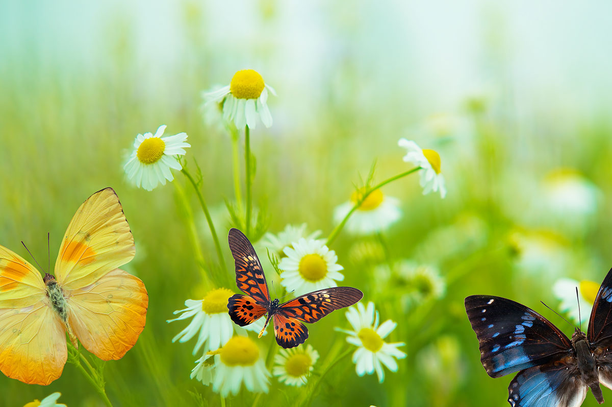عکس با کیفیت پروانه های زیبا در طبیعت