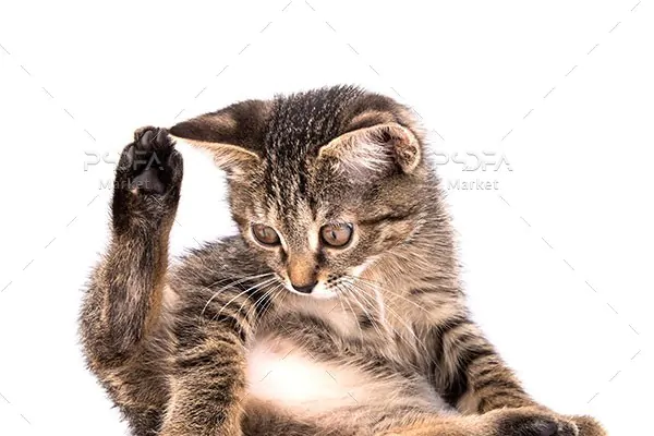 عکس با کیفیت بچه گربه بازیگوش