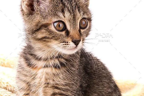 عکس استوک بچه گربه بامزه