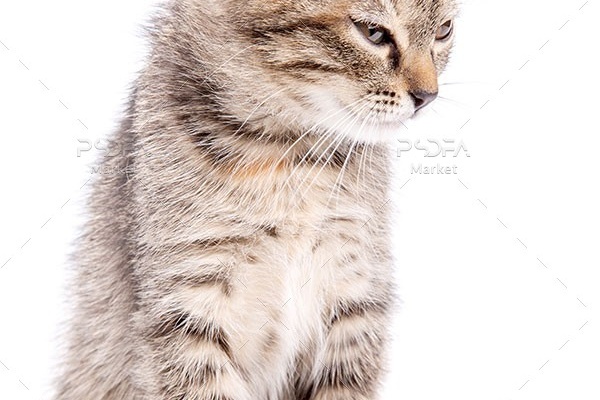 عکس استوک بچه گربه بامزه با زمینه سفید