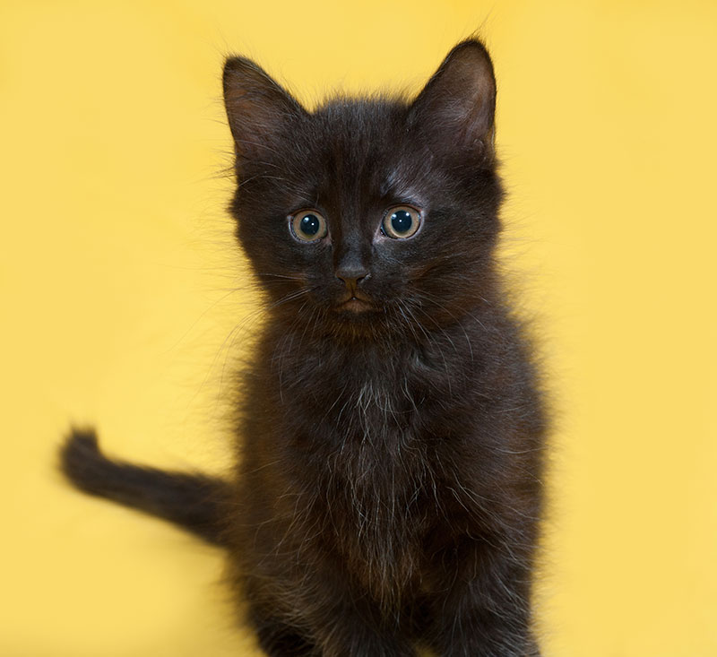 عکس با کیفیت بچه گربه سیاه