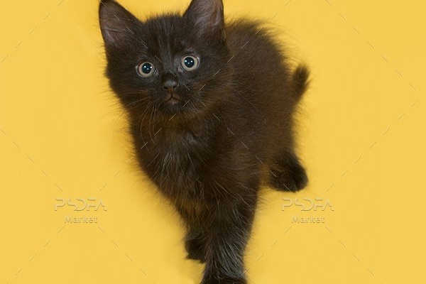 عکس با کیفیت بچه گربه سیاه با زمینه زرد