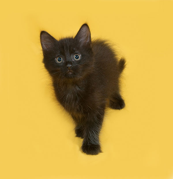 عکس با کیفیت بچه گربه سیاه با زمینه زرد