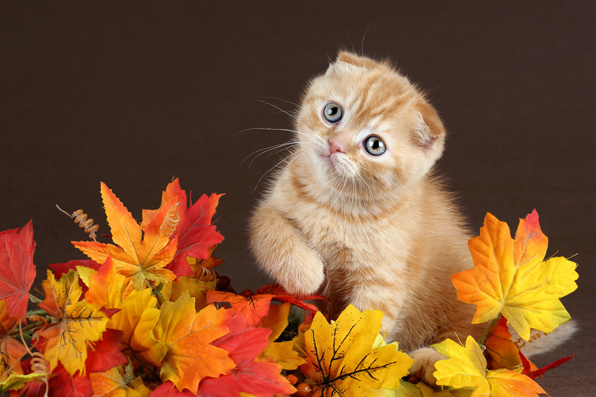 تصویر استوک بچه گربه ناز و بامزه روی برگ های پاییزی