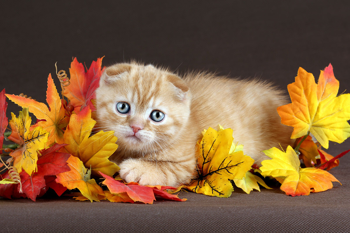 عکس استوک گربه بامزه در پاییز با کیفیت بالا