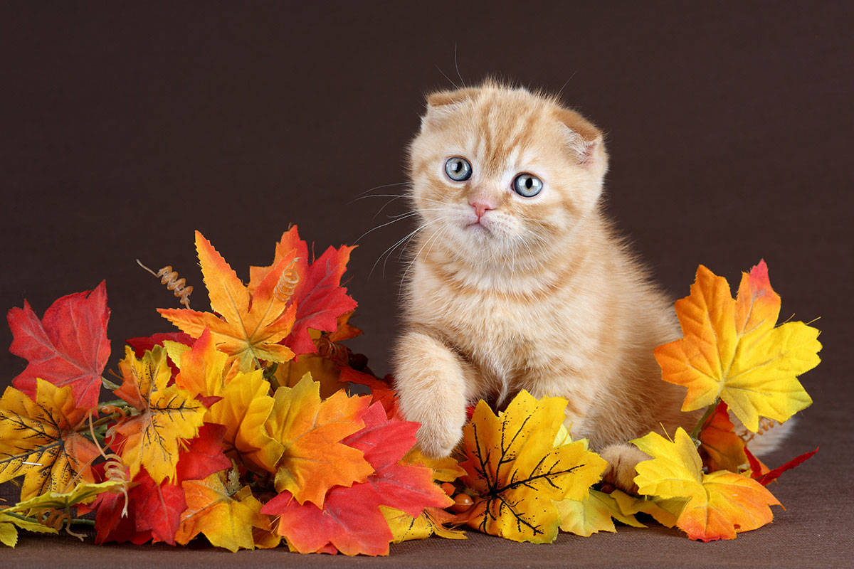 عکس بچه گربه بامزه و ناز روی برگ های زرد پاییز