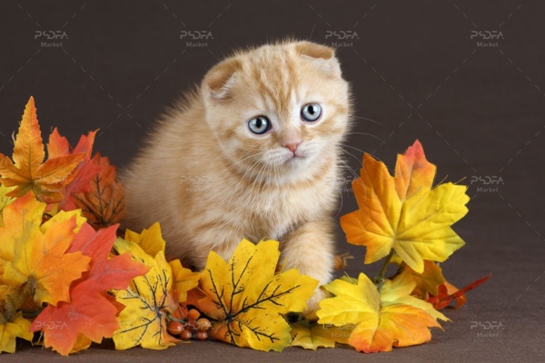 عکس با کیفیت بچه گربه ناز و بامزه روی برگ های زرد و نارنجی