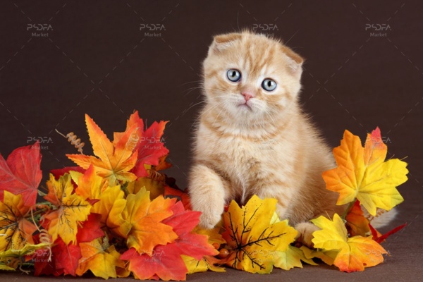 عکس بچه گربه پشمالو ناز و بامزه روی برگ های پاییزی