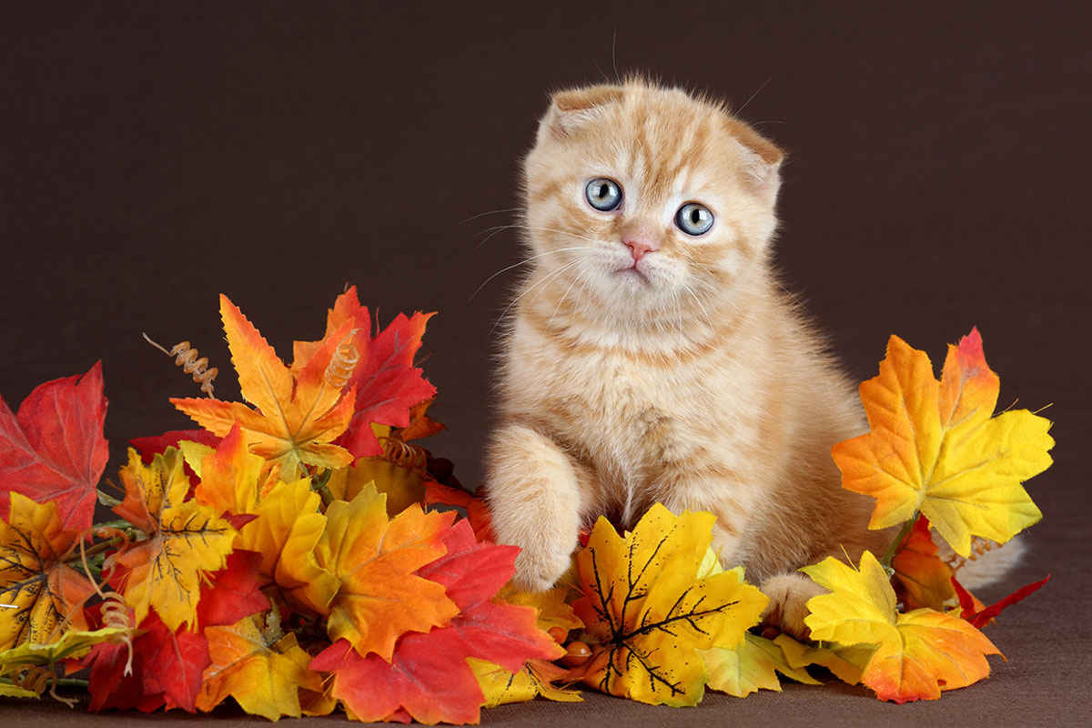 عکس بچه گربه پشمالو ناز و بامزه روی برگ های پاییزی