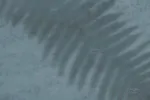 افکت سایه شاخه و برگ گیاهان