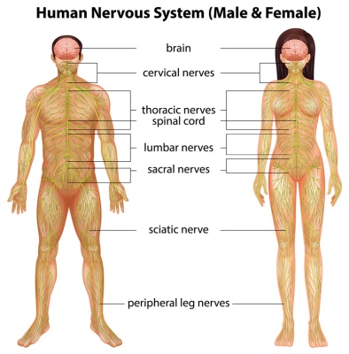 وکتور سیستم عصبی بدن انسان (زن و مرد)