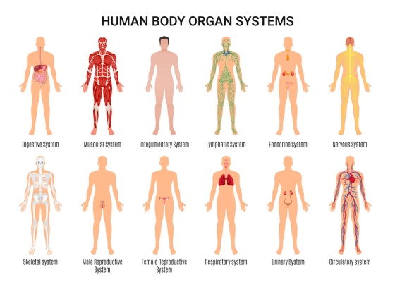 تصویر وکتور سیستم داخلی بدن انسان