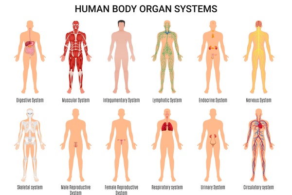 تصویر وکتور سیستم داخلی بدن انسان