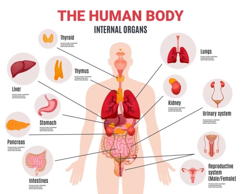 طرح وکتور آناتومی اندام های داخلی بدن انسان