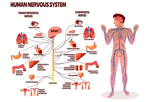 تصویر وکتور سیستم عصبی بدن انسان