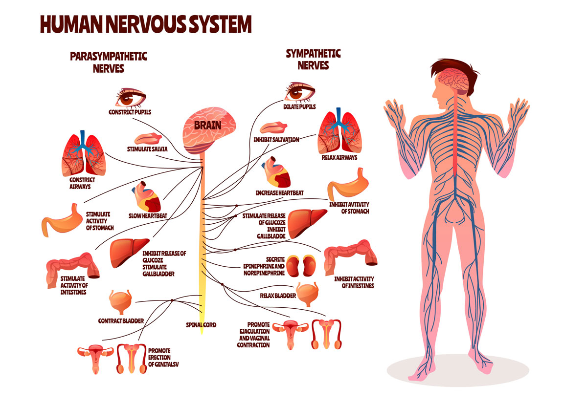 تصویر وکتور سیستم عصبی بدن انسان