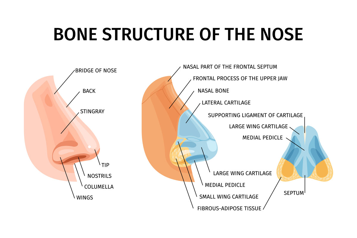 تصویر وکتور آناتومی ساختار استخوان بینی