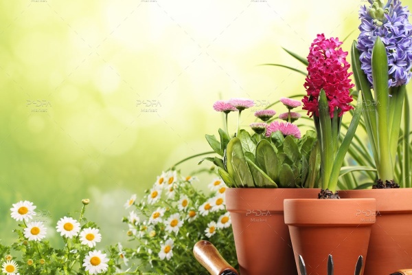 تصویر استوک گل های باغچه و ابزار باغبانی