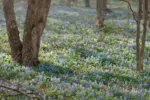 بک دراپ باغ بهاری برای عکاسی و آتلیه