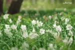 بک دراپ باغ بهاری برای عکاسی و آتلیه