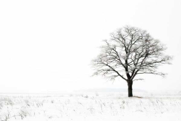 تک درخت تنها در زمستان برفی