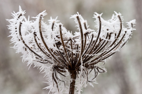 گیاه با بلورهای یخ در زمستان
