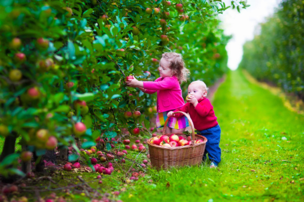 عکس استوک کودک در حال چیدن سیب از درخت