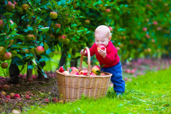 کودک در حال برداشتن سیب از داخل سبد