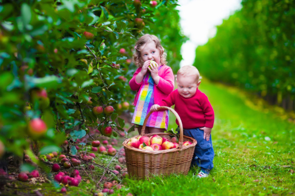 عکس استوک کودک در حال خوردن سیب داخل باغ