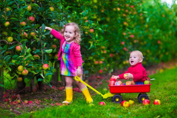 عکس استوک کودک داخل باغ سیب