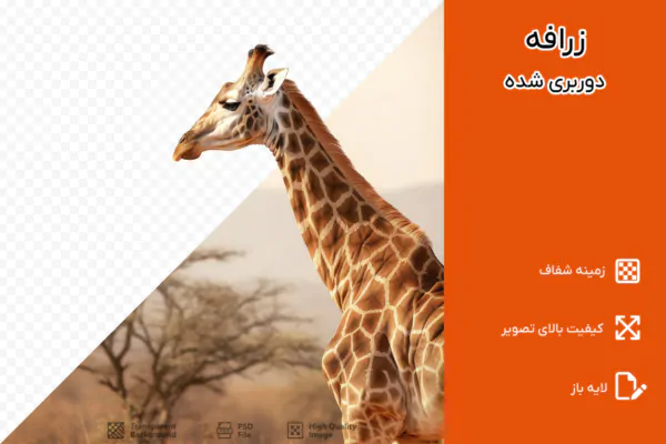 فایل PNG زرافه دوربری شده