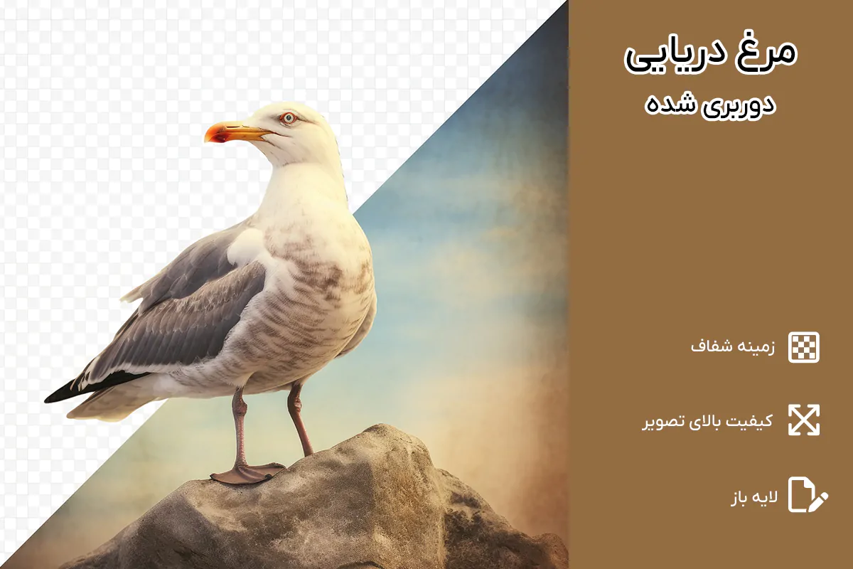 PNG مرغ دریایی