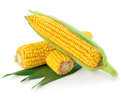عکس استوک ذرت (بلال)