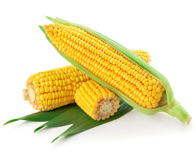 عکس استوک ذرت (بلال)